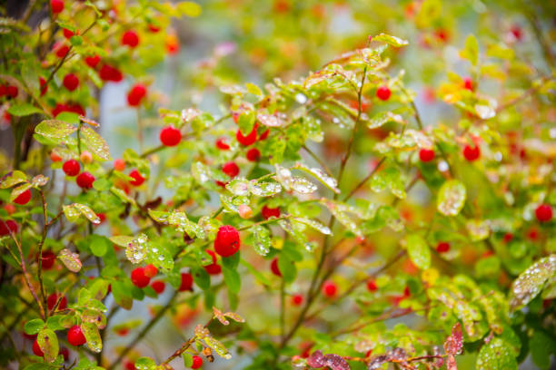 Vaccinium vitis-idaea (lingonberry, partridgeberry, or cowberry)