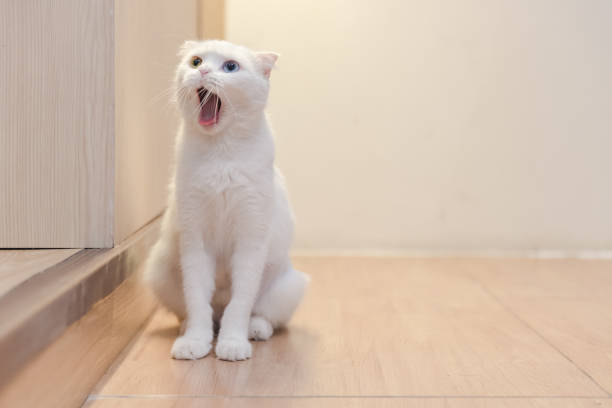 istock cat sitting on wooden floor 680529880