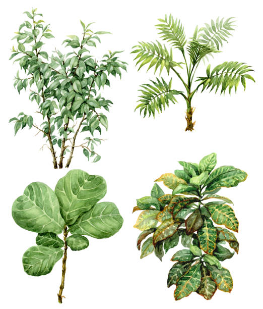акварель тропических растений - amazonia stock illustrations