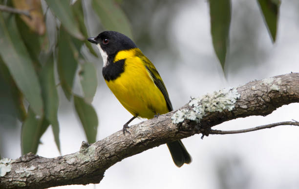 istock Golden Whistler -  Lake Samsonvale 680535468