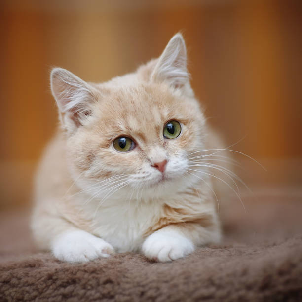 istock Portrait of light-beige tabby kitten 680541230