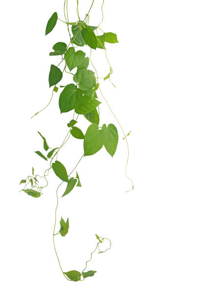 istock Heart-shaped green leaf climbing vines isolated on white background, clipping path included. Cowslip creeper the medicinal plant. 680542008