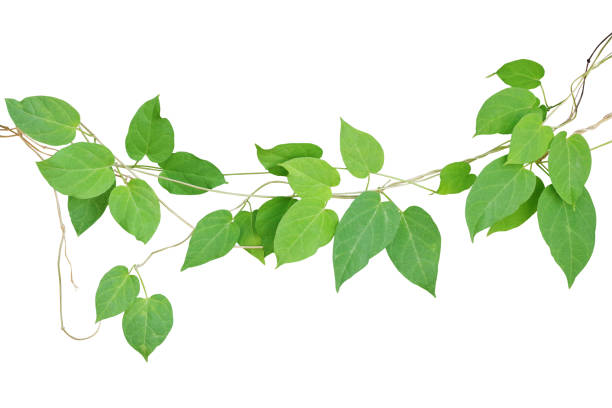 istock Heart-shaped green leaf climbling vines isolated on white background, clipping path included. Cowslip creeper the medicinal plant. 680542078