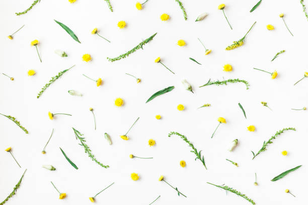 istock Pattern made of yellow flowers on white background. Flat lay 680542202