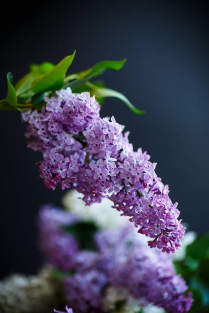 istock branch of lilac 680545250