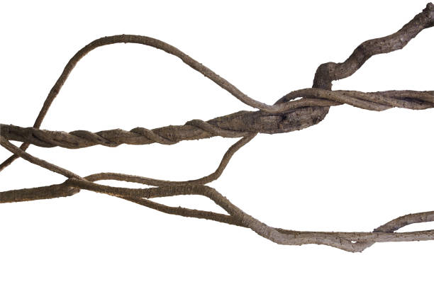 istock Big twisted liana, jungle vines isolated on white background, clipping path included. 680545292