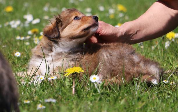 istock border collie puppy in the garden 680545954