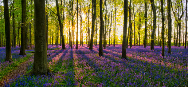 istock Evening Sun In The Bluebell Wood 680546982
