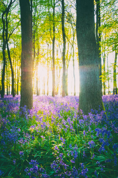 istock Evening Sun In The Bluebell Wood 680547008