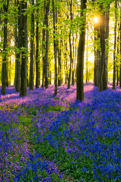 istock Evening Sun In The Bluebell Wood 680547116