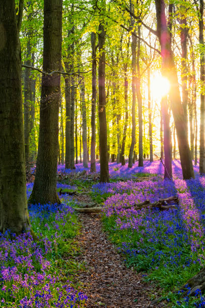 istock Evening Sun In The Bluebell Wood 680547118
