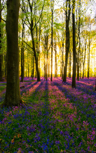 istock Evening Sun In The Bluebell Wood 680547260