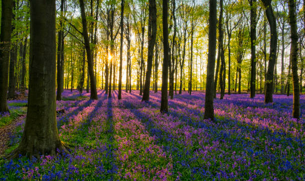 istock Evening Sun In The Bluebell Wood 680547262