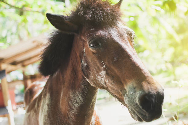 istock Horse portrait outdoors 680547882