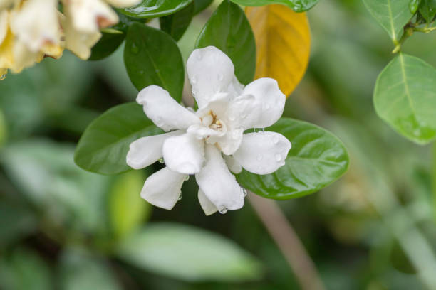 istock White flowers bloom with a drop of rain . 680548048