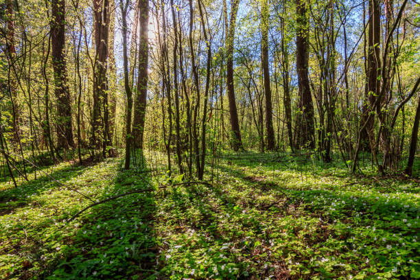istock Sushine at spring pine forest with trees and grass. 680548528