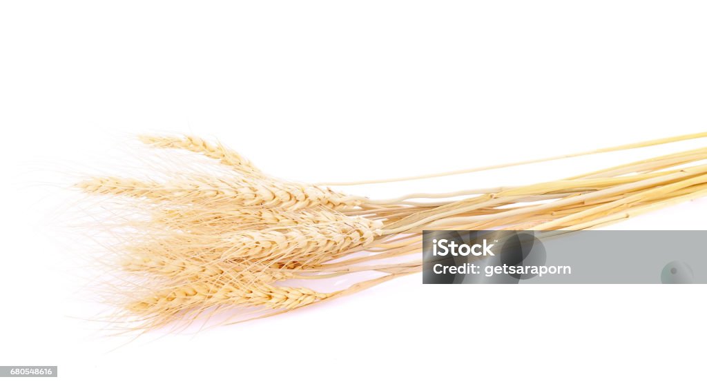 pearls barley grain seed on background Agriculture Stock Photo