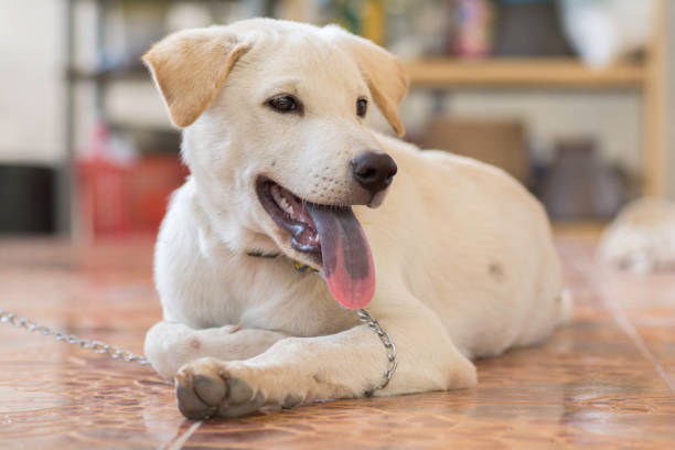 istock White dog lying on the floor 680548902