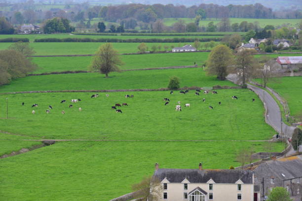 istock Cows grazing under a dark sky in Ireland 680549130