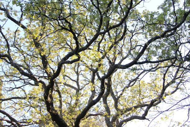 istock unusual shape of the trees 680555722
