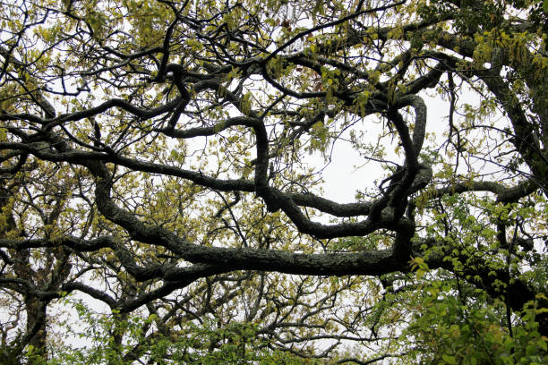 istock unusual shape of the trees 680562006