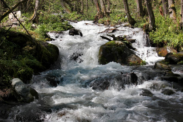 istock Mountain stream among green trees, stones and grass in spring. 680568350