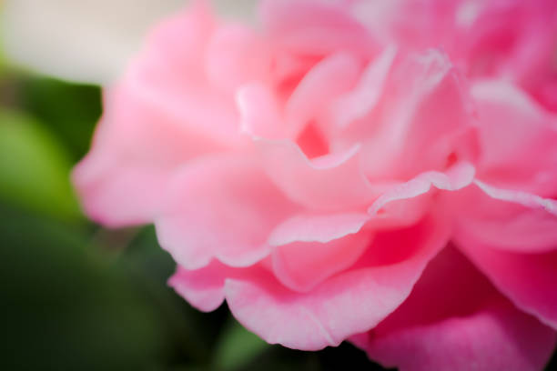 istock rose flowers close up on background. 680579430