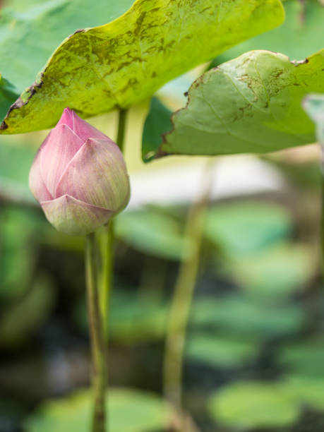 istock Sacred lotus flower 680588148