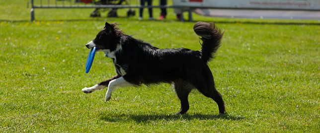 Border Collie dog palying with frisbee in outdoors park on green grass.