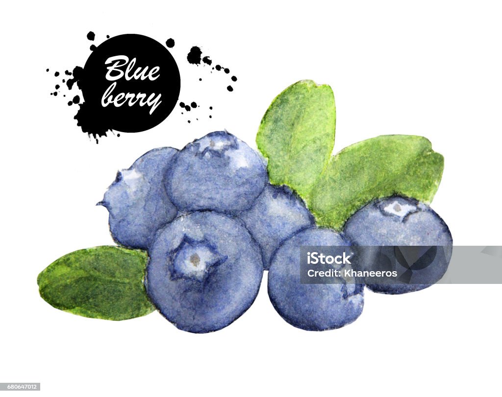 Hand drawn watercolor painting blueberry on white background. Blueberry stock illustration