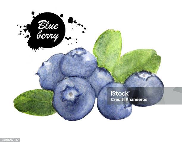 Hand Drawn Watercolor Painting Blueberry On White Background Stock Illustration - Download Image Now