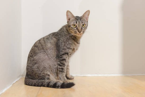 istock cat sitting on wooden floor 680650044