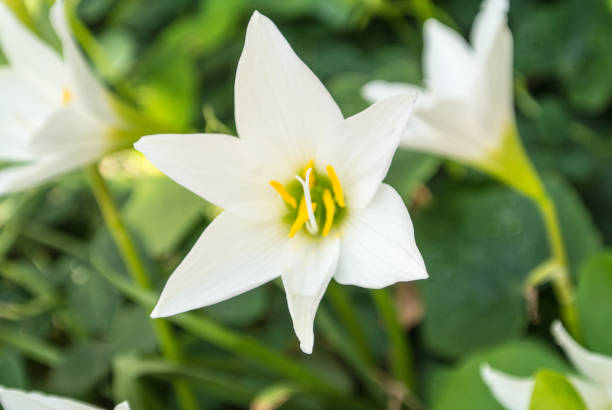 istock Flower Zephyranthes minuta 680650636