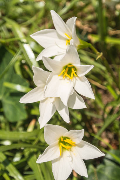 istock Flower Zephyranthes minuta 680653116