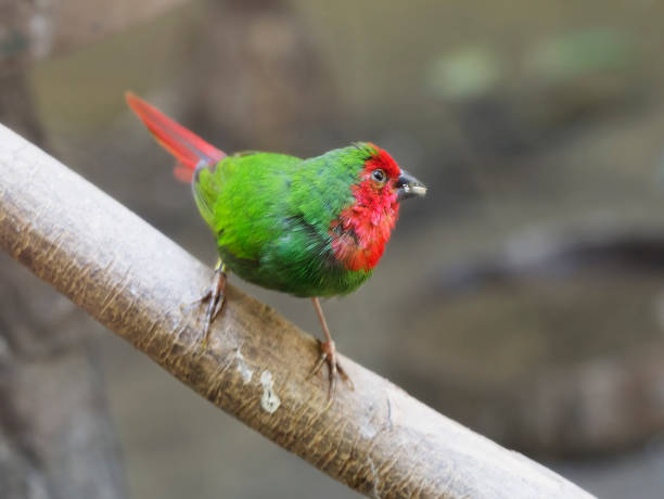 istock Red - throated parrot - finch 680653420