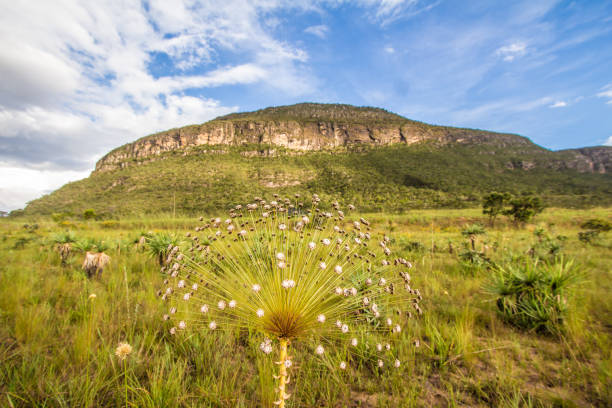 Ever-alive, Wet, Paepalanthus classenianus. Palipalan. Chapada dos Veadeiros, Brazil