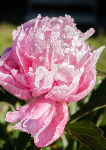 istock Close-up pink covered with drops of morning dew peony. 680656802