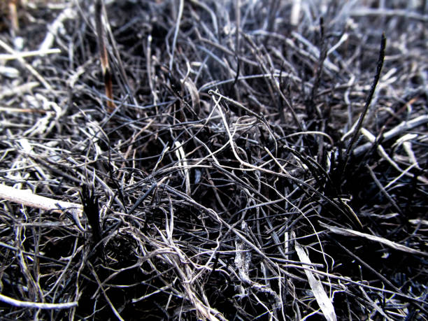 Lone green grass between the ashes from the burned grass top