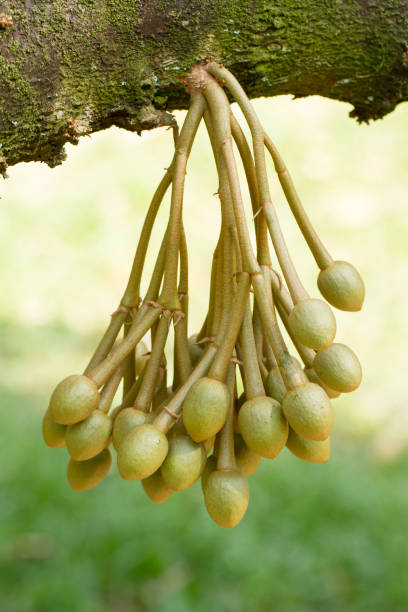 istock Durian flowers bud on durian tree 680657428