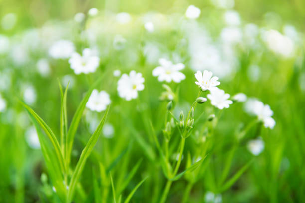 istock Background of spring anemone flowers 680664152