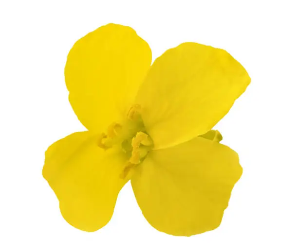 Rapeseed (Brassica napus ) flower head isolated on white