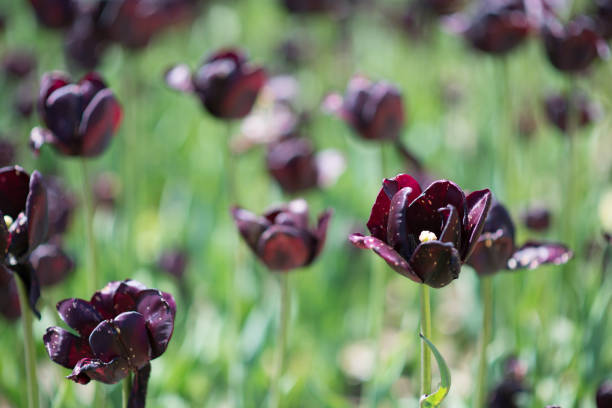 Beautiful tulip in a garden, blurred background, springtime moments, spring flowers, nature scene