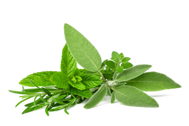 fresh spices and herbs - oregano rosemary healthcare and medicine herb imagens e fotografias de stock