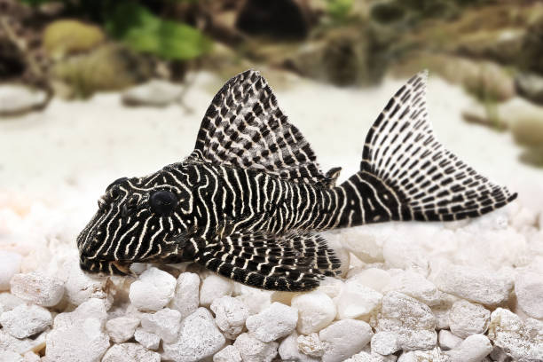 pleco poisson-chat sp de l-260 reine arabesque hypostomus plecostomus poissons d’aquarium - ancistrus photos et images de collection
