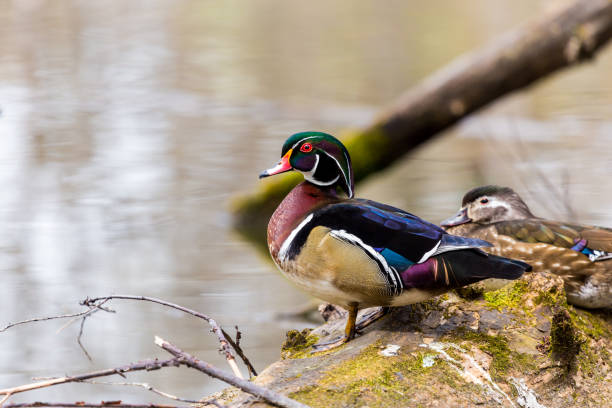 istock Carolina Wood Duck. 680671948