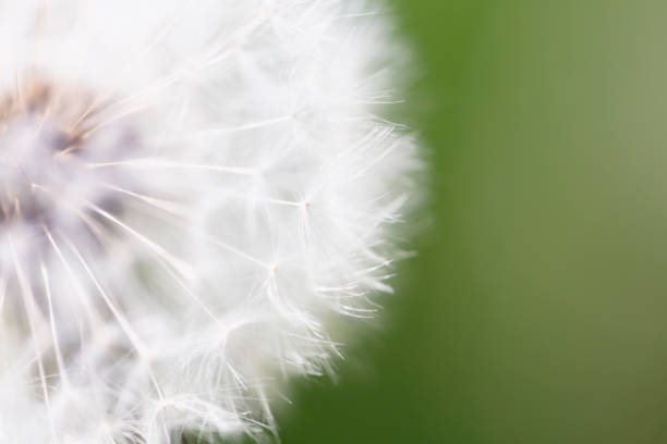 istock dandelion seeds close up green background 680672242