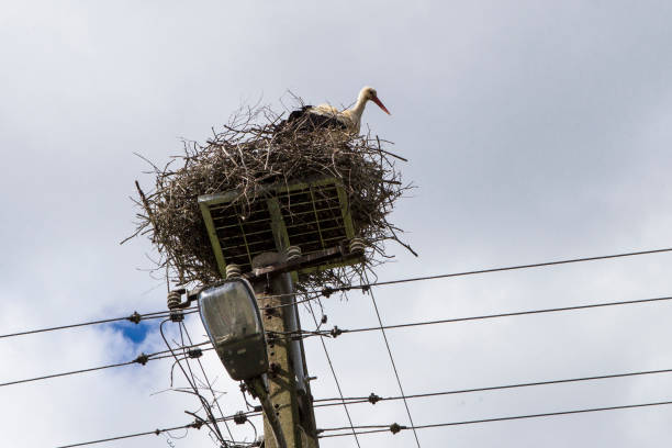 istock Stork nest on an electric pole 680672470