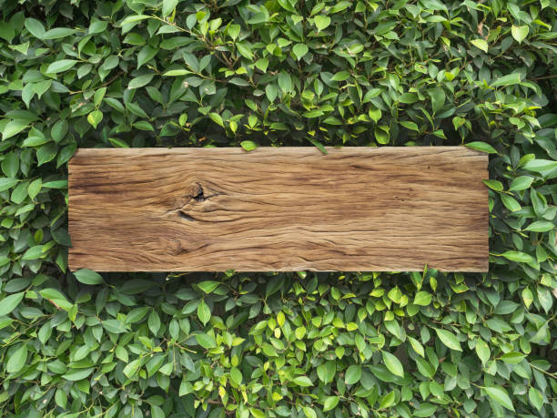 istock plank wood on Korean Banyan tree leaves background 680672524