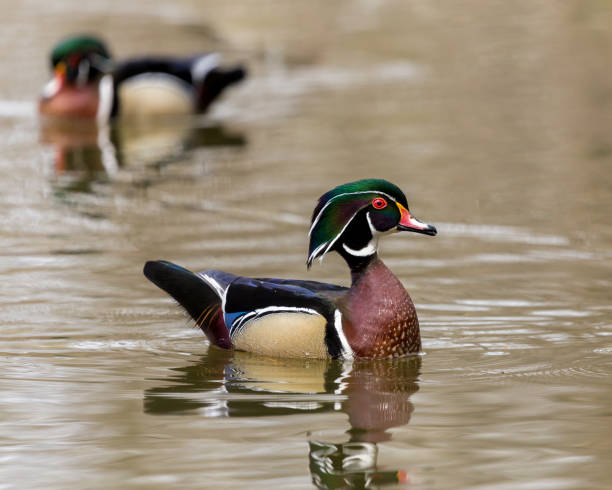 istock Carolina Wood Duck. 680672534