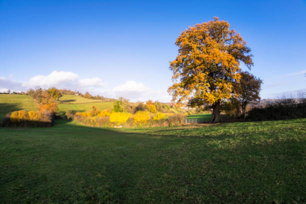 istock Autumn Scene With An Oak Tree Silhouetted Against The Sky 680673042
